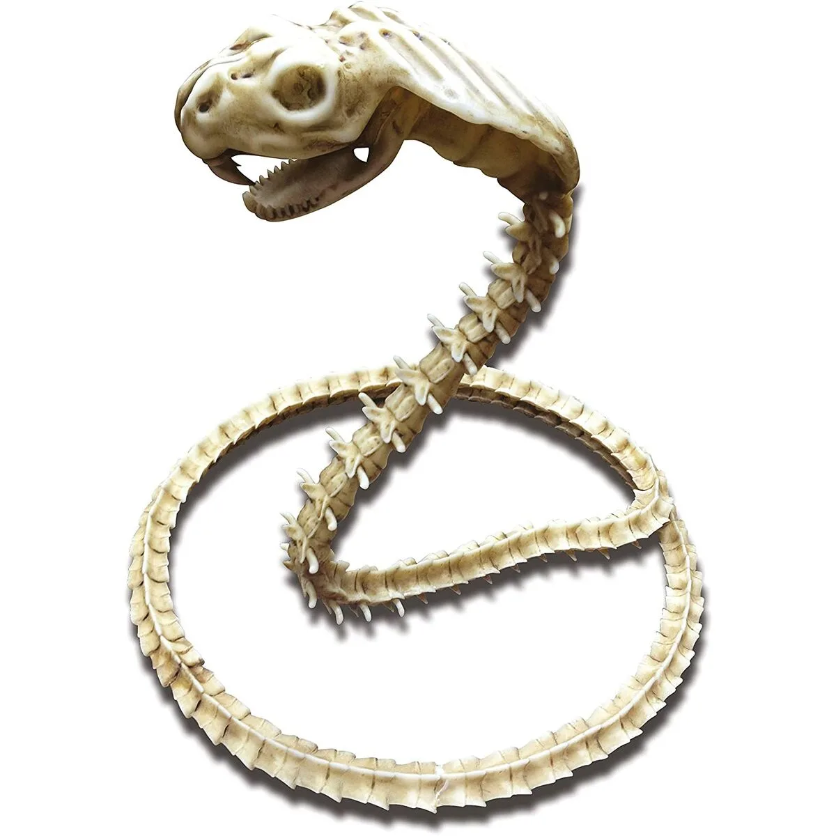 Accessoire de costumes my other me squelette cobra s241934057. Diaytar puise sa force dans sa capacité à sans cesse renouveler son offre avec des produits généraux frais et inattendus