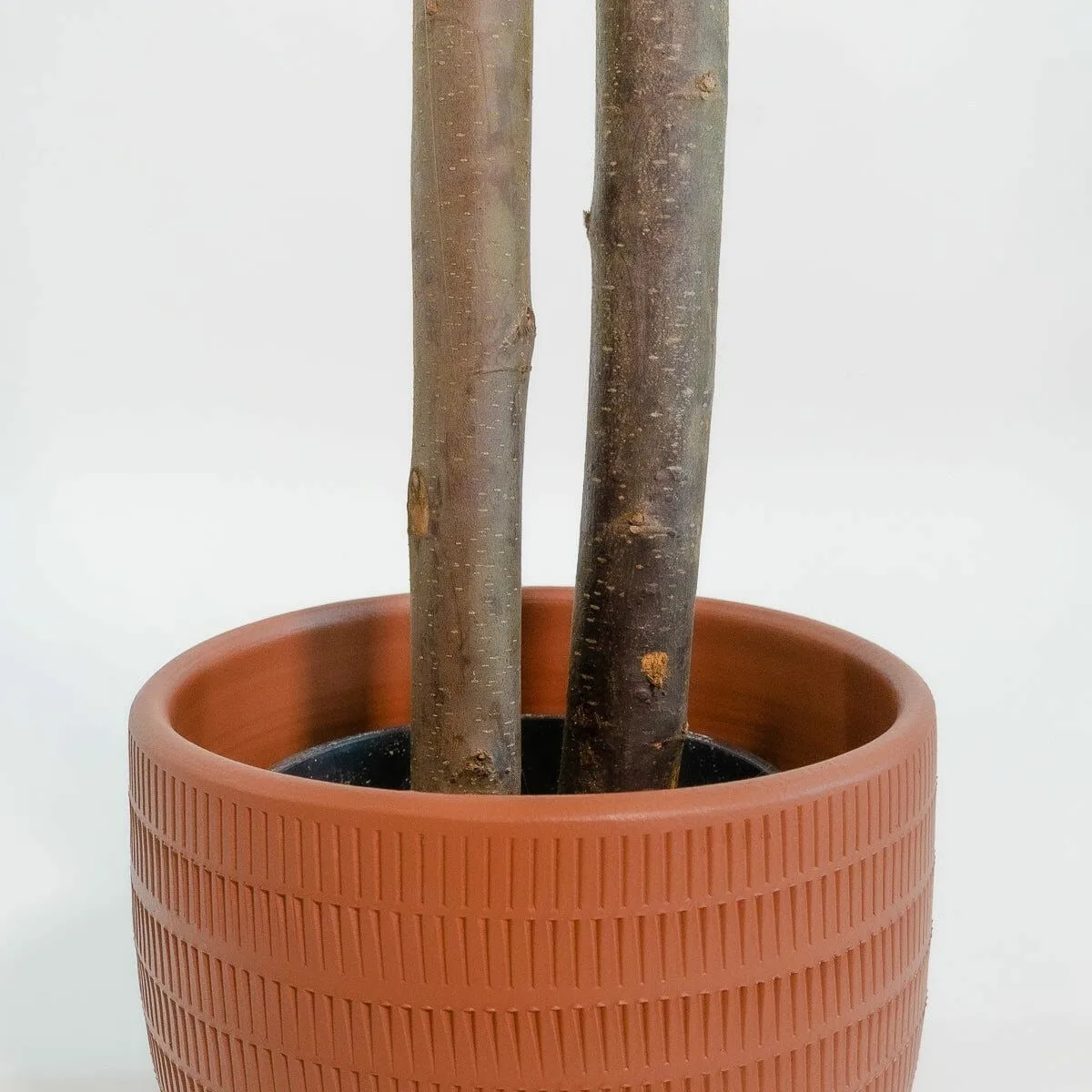 Arbre home esprit polyester bois ciment eucalyptus 90 x 90 x 180 cm s305730545. Diaytar, c'est l'alliance inattendue entre la rigueur suisse et la créativité italienne, appliquée au produit généraliste.