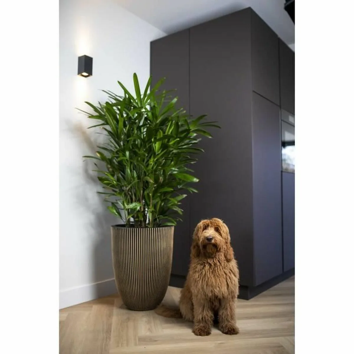 Cache pot capi europe dore plastique rond o 27 cm s7100785937. Diaytar ou l'éloge de la diversité : un catalogue riche et varié où chacun trouve son bonheur, quel que soit son style