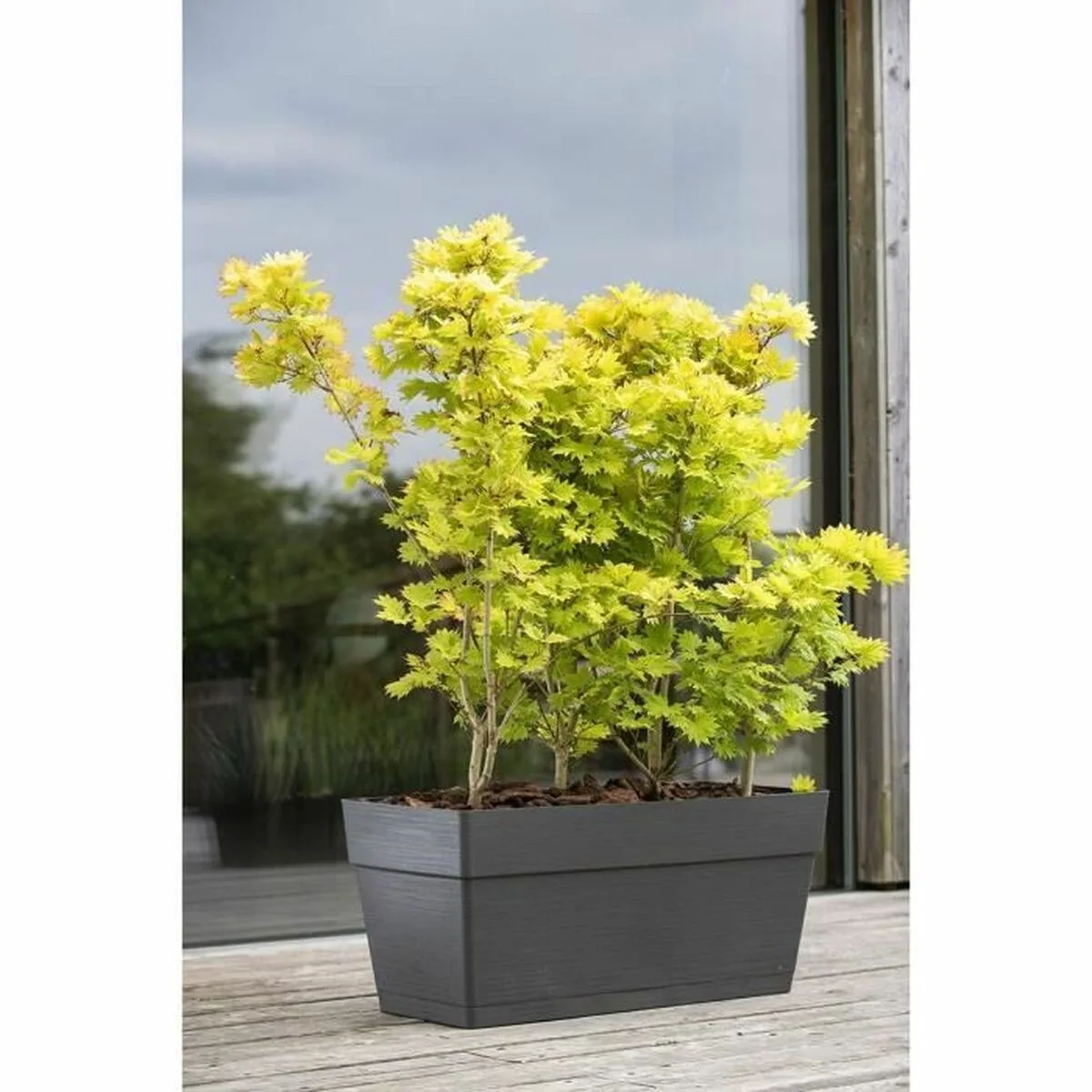 Cache pot deroma gris fonce 35 x 79 x 35 cm 75 l s719838928. Nous croyons en la puissance de la simplicité. Les produits Diaytar sont beaux, utiles, et incroyablement simples à utiliser.