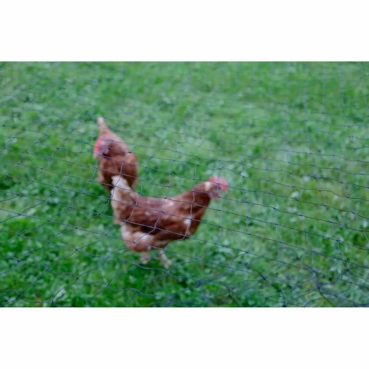 Cloture kerbl noir 5 x 10 m s718385115. Diaytar : Parce que vous méritez le meilleur, nous sélectionnons l'excellence.