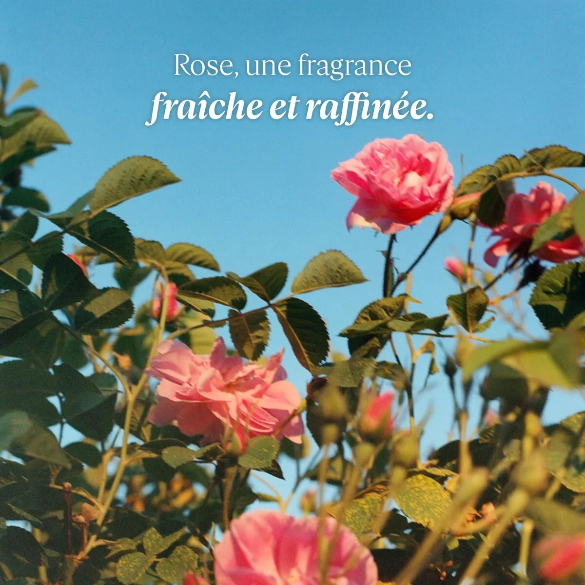 Creme hydratante pour les pieds l occitane en provence rose l occitane 30 ml s0512944855. Notre philosophie : le produit parfait n'existe pas. C'est pourquoi Diaytar en propose des milliers, pour que vous le créiez.
