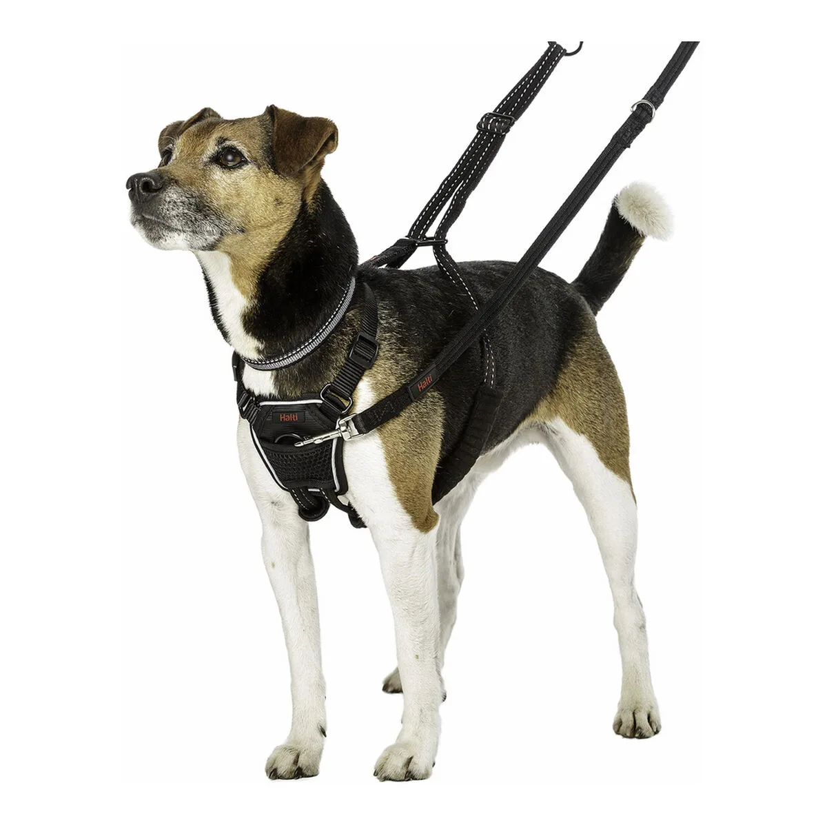 Harnais pour chien company of animals halti taille s 26 36 cm s610361025. Diaytar, c'est le résultat de years of market research condensé en une seule plateforme intuitive et généreuse.