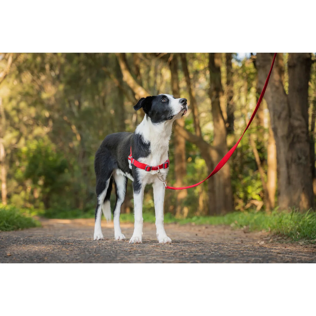 Harnais pour chien red dingo 36 50 cm rouge s s610404768. Nous avons créé Diaytar pour être le point de repère dans le paysage souvent confuse du e-commerce généraliste.