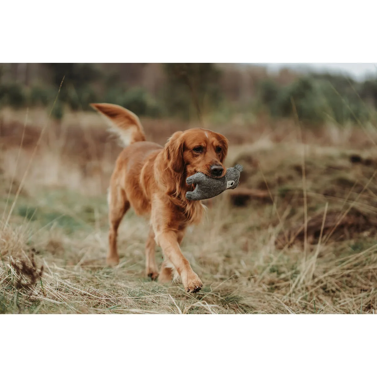 Jouet pour chien en peluche hunter gris 100 recyclado ours s610460222. Chez Diaytar, nous valorisons autant la fonction que la forme dans chaque produit que nous ajoutons à notre collection