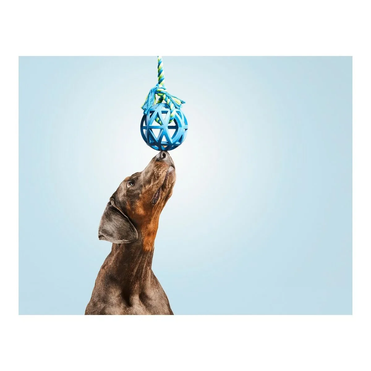 Jouet pour chien gloria grille assortiment de couleurs 7 cm 7 x 30 cm s610102233. Votre vie, simplifiée et stylisée par Diaytar et sa collection de produits essentiels et innovants