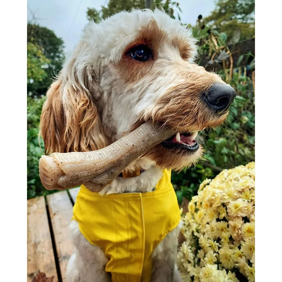 Jouet pour chien nylabone marron beurre de cacahuetes m s610442654. Diaytar décomplexe le shopping en ligne : trouvez tout ce dont vous avez besoin et tout ce dont vous rêvez, au même endroit