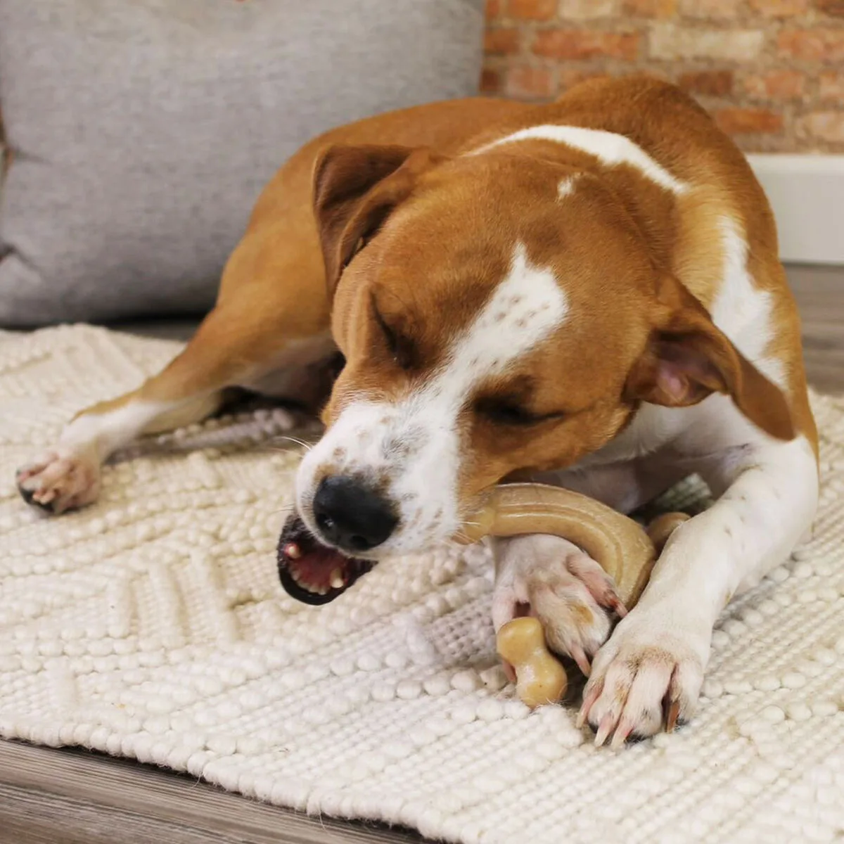 Jouet pour chien nylabone poulet 11 creme animaux s610442165. La boutique en ligne Diaytar, un terrain de jeu infini pour tous ceux qui aiment découvrir des produits utiles et beaux