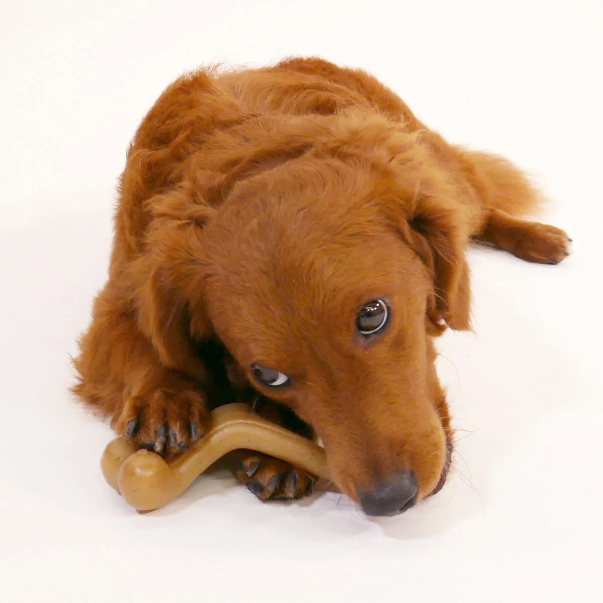 Jouet pour chien nylabone poulet 20 creme animaux s610444722. Chez Diaytar, chaque détail compte pour votre satisfaction totale.