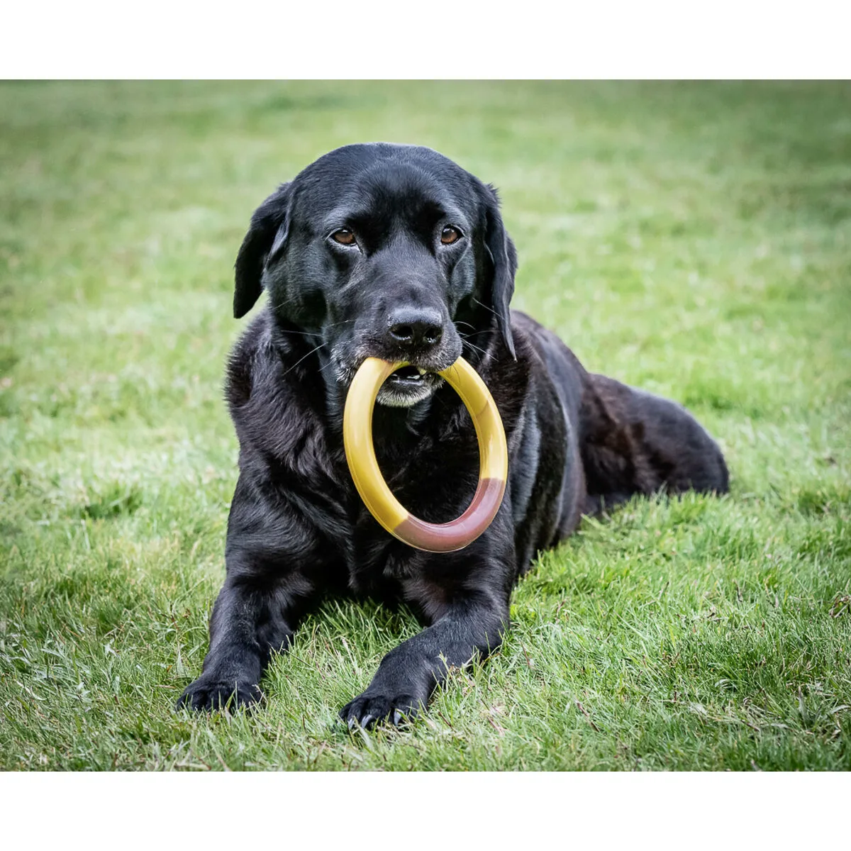 Jouet pour chien nylabone ring jaune hamburgers l s610502350. Diaytar incarne le nouveau visage du e-commerce : agile, éclectique et profondément ancré dans les tendances du moment