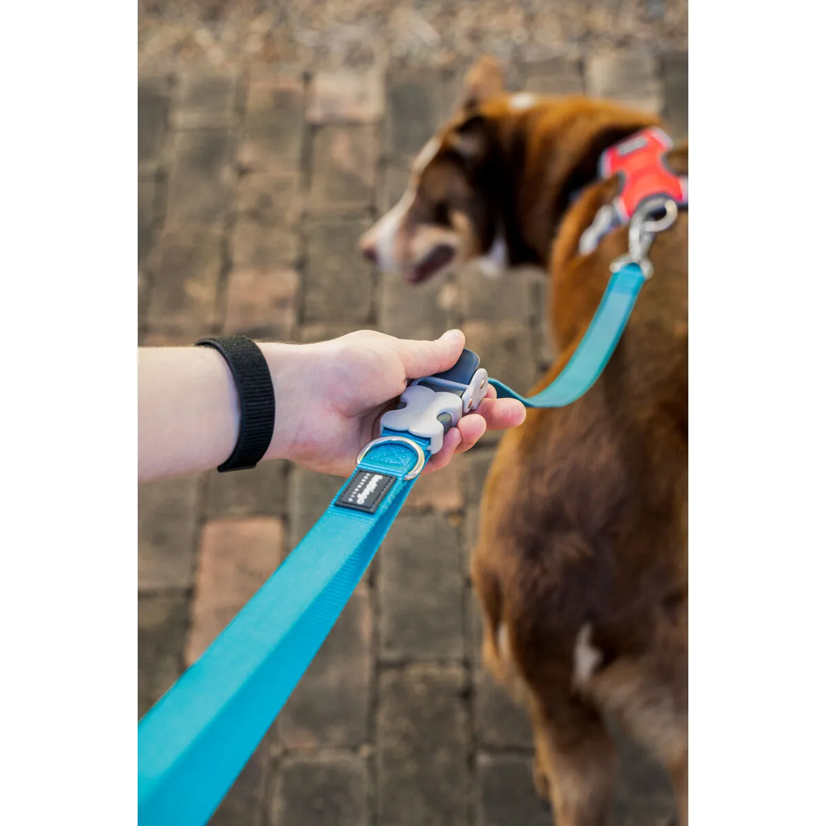 Laisse pour chien red dingo turquoise s610407920. Diaytar, le reflect de vos envies multiples : une gamme de produits soigneusement composée pour sa diversité et sa pertinence