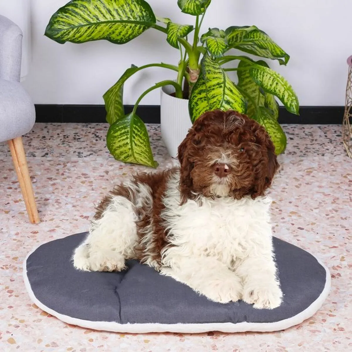 Lit pour chien ferplast s7101643426. Découvrez la diversité Diaytar : une infinité de produits pour la maison, le travail, les loisirs, tous dans l'air du temps