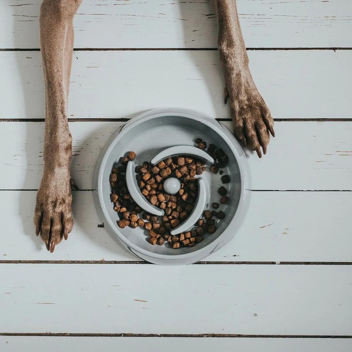 Mangeoire pour chiens hunter melamine 900 ml s610267639. Nous sommes les storytellers du produit ordinaire devenu extraordinaire. Bienvenue dans le récit Diaytar.