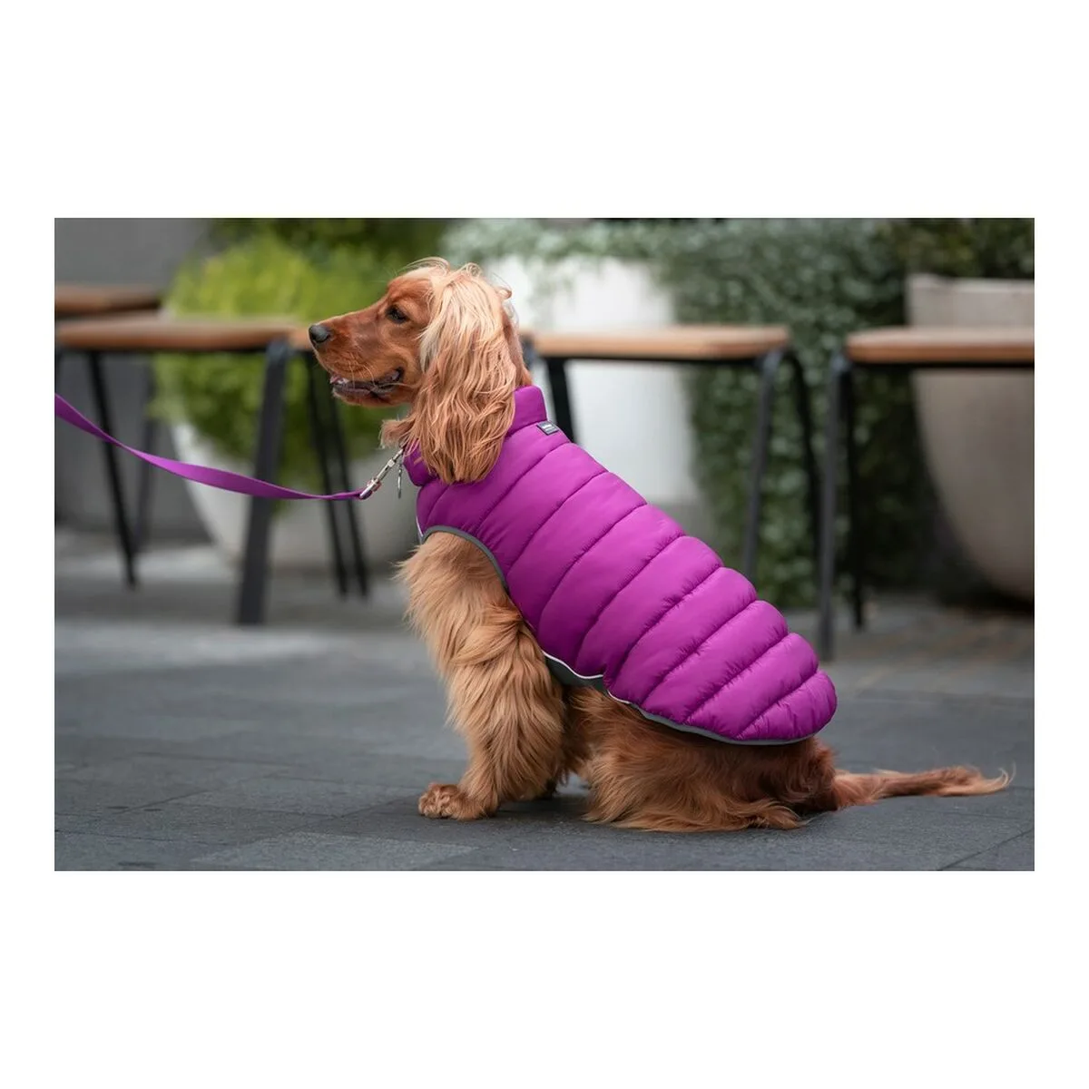 Manteau pour chien red dingo puffer rose violet 35 cm s610377131 Manteau pour chien red dingo puffer rose violet 35 cm s610377131. Diaytar, c'est l'évidence que quand on aime les produits, on ne compte pas. On les collectionne. À vous de jouer.