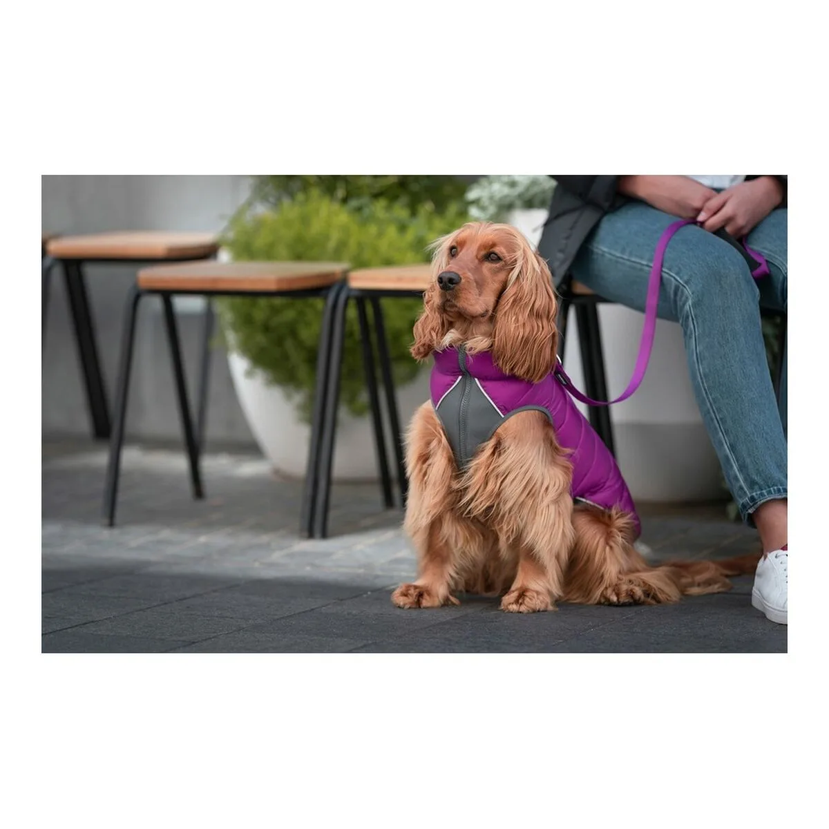 Manteau pour chien red dingo puffer rose violet 35 cm s610377140 Manteau pour chien red dingo puffer rose violet 35 cm s610377140. Notre équipe Diaytar est une bande de dénicheurs compulsifs, toujours en quête du produit qui provoquera l'étincelle dans votre regard.