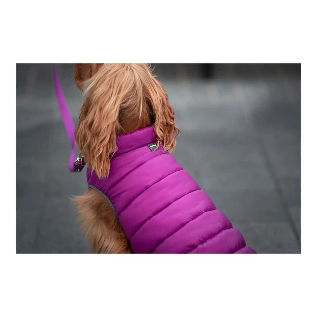 Manteau pour chien red dingo puffer rose violet 35 cm s610377194 Manteau pour chien red dingo puffer rose violet 35 cm s610377194. Votre garde-robe mérite le style Diaytar - Découvrez nos nouveautés !