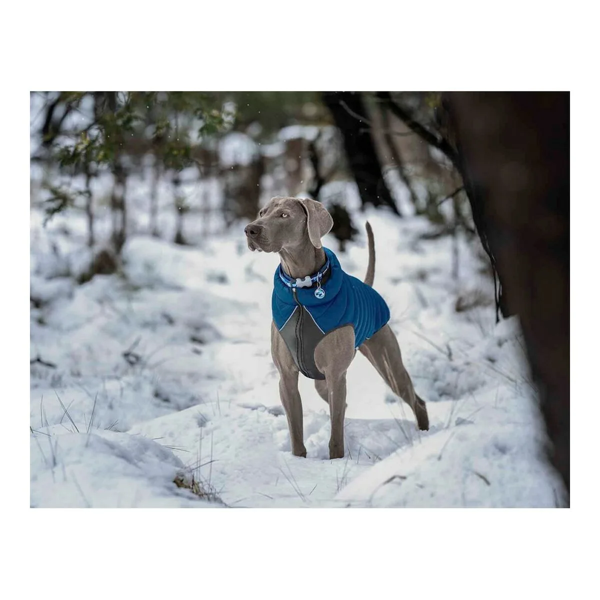 Manteau pour chien red dingo puffer turquoise 30 cm s610376624. Diaytar, c'est la démonstration que le meilleur des produits est à portée de clic, sans compromis, sans attente.
