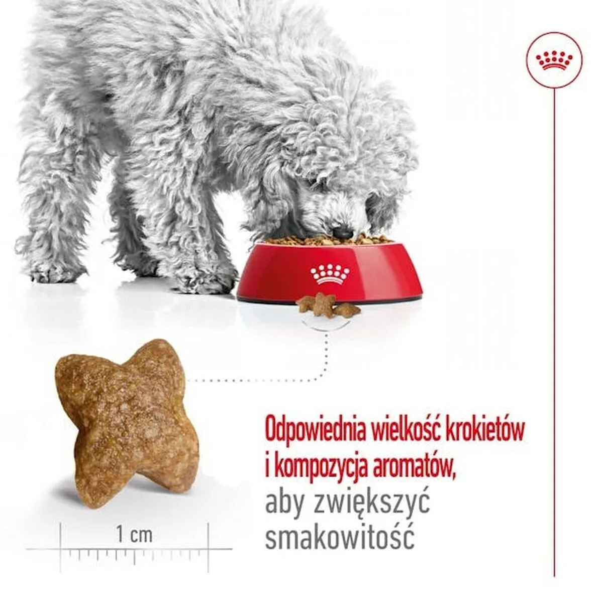 Nourriture royal canin adult mini s oiseaux 8 kg s919078566. Nous avons injecté tout notre savoir-faire dans Diaytar pour vous offrir une expérience shopping sans friction, tout en plaisir.