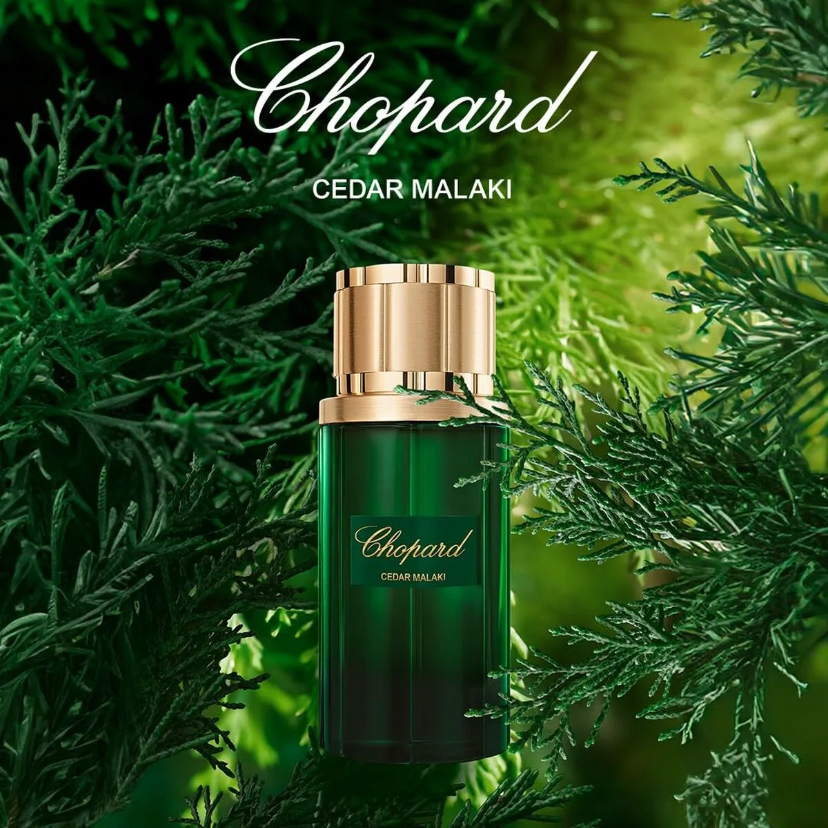 Parfum femme chopard edp m012538841. Diaytar, c'est la vitrine ultime des produits qui comptent vraiment, ceux qui simplifient et embellissent existant.