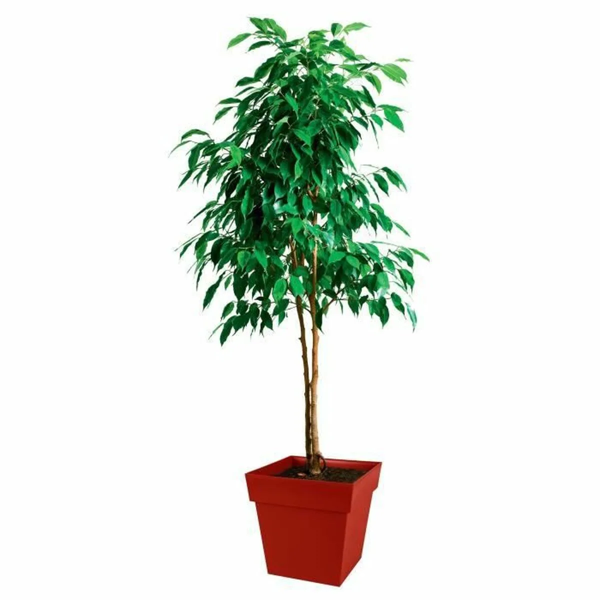 Pot eda plastique 39 cm s718931445. Pour un quotidien optimisé et stylisé, faites confiance à Diaytar et son expertise en produits généraux et innovants