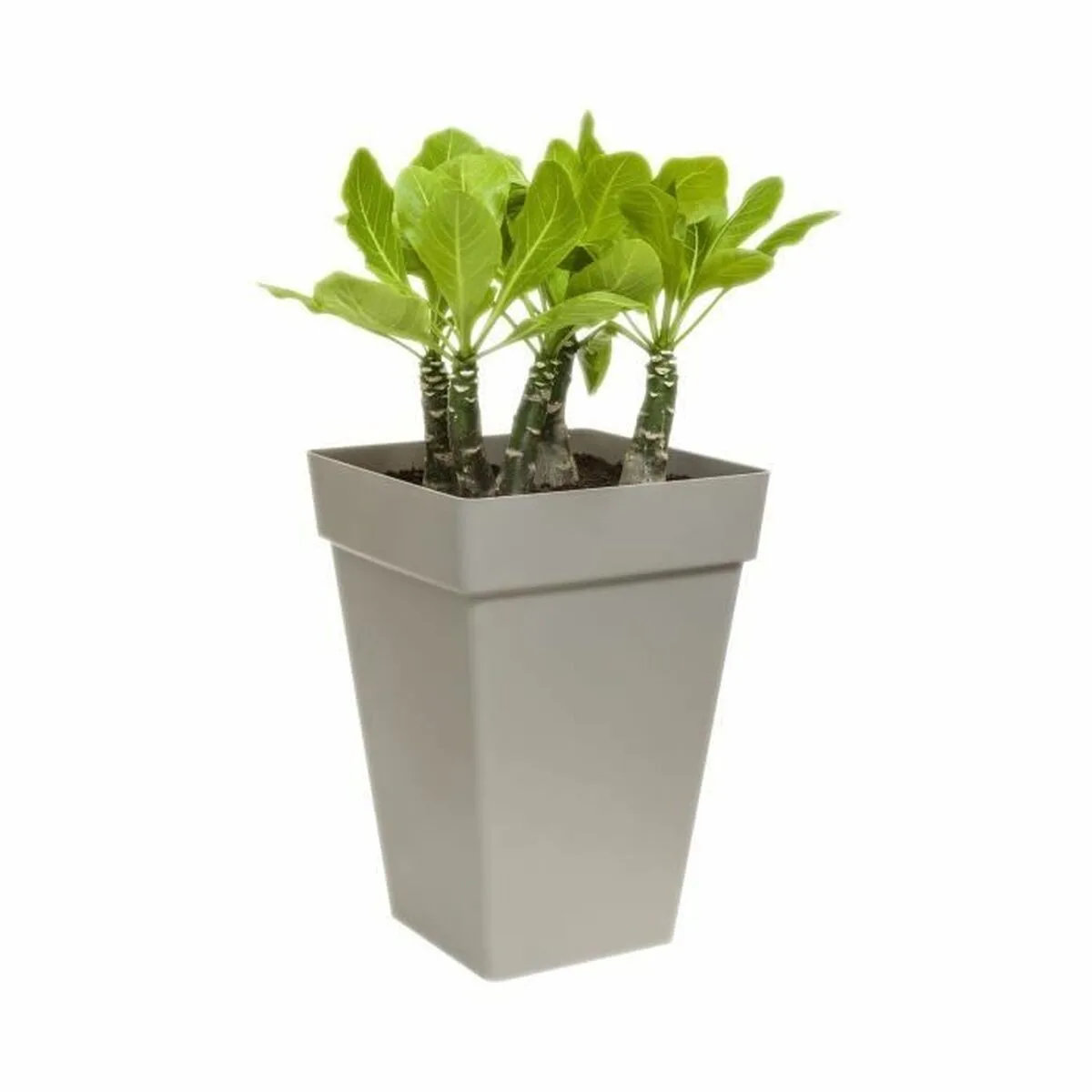 Pot elho anthracite polypropylene plastique carre moderne 37 cm s719667848. Bienvenue dans l'écosystème Diaytar, où chaque produit a été pensé pour s'intégrer parfaitement dans votre vie moderne