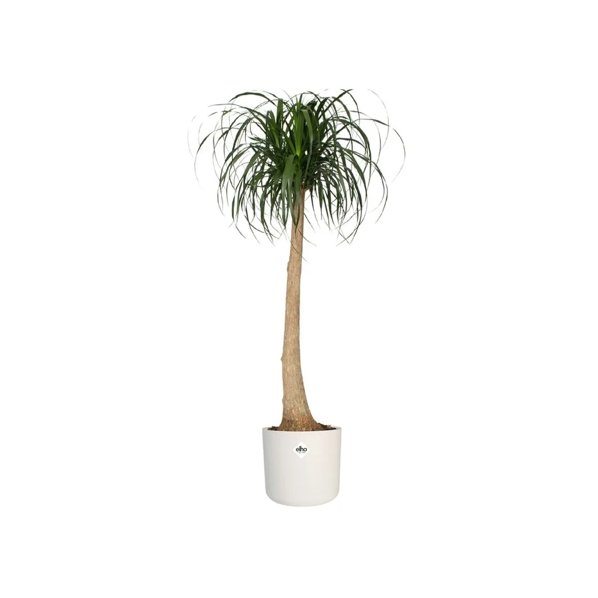 Pot elho blanc vert plastique 30 x 30 x 28 cm s719082385. Diaytar est le résultat de milliers d'heures de recherche et développement pour vous offrir une offre généraliste d'exception.