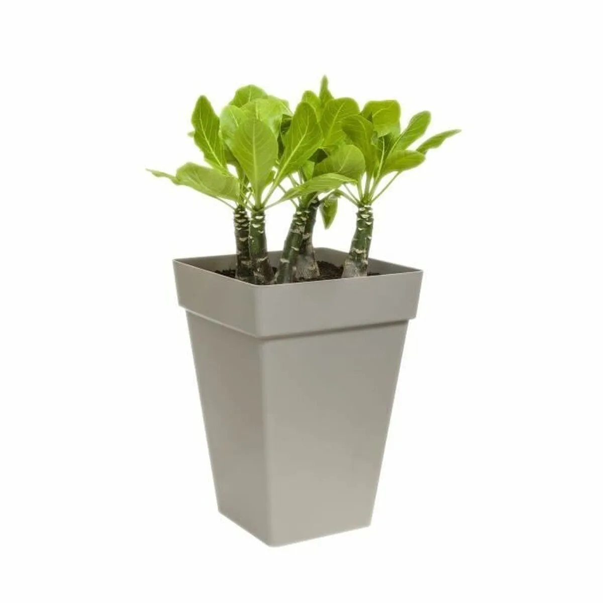 Pot elho o 29 5 cm anthracite polypropylene plastique carre s719667613. Pour vous, nous avons créé Diaytar : l'antidote à la monotonie shopping, une injection régulière de produits novateurs.