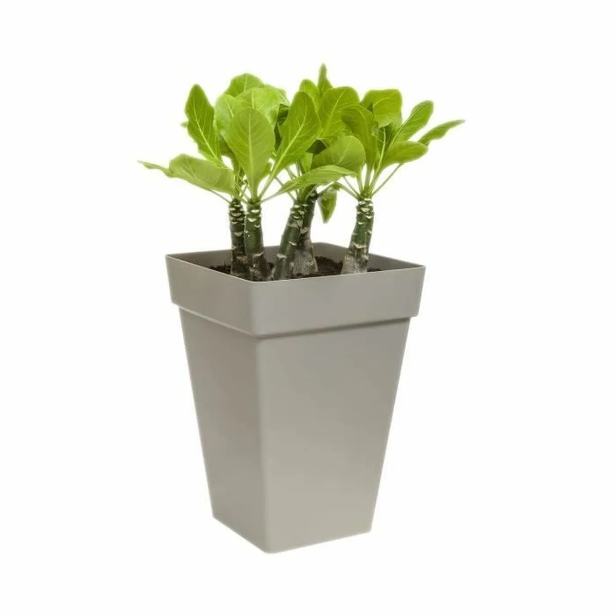 Pot elho o 29 5 cm blanc polypropylene plastique carre moderne s719667525. Bienvenue sur Diaytar, la plateforme qui a réussi le pari de rendre le shopping généraliste aussi excitant que la mode.