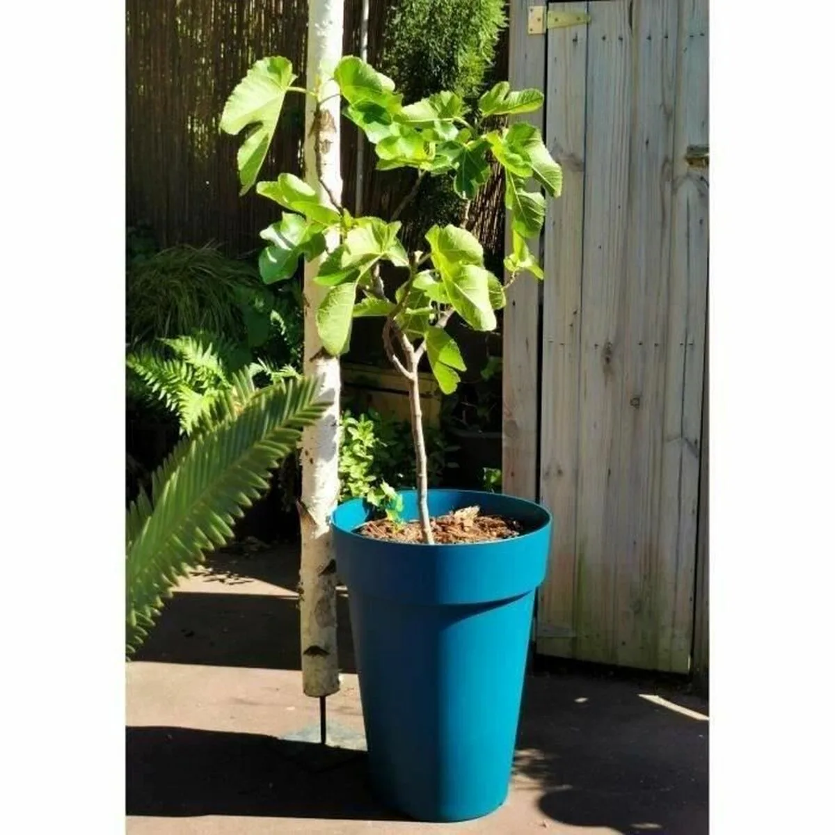 Pot riss 53 cm bleu plastique s719623861. Diaytar, c'est la certitude de faire un choix judicieux. Chaque produit dans notre catalogue a passé nos tests exigeants.