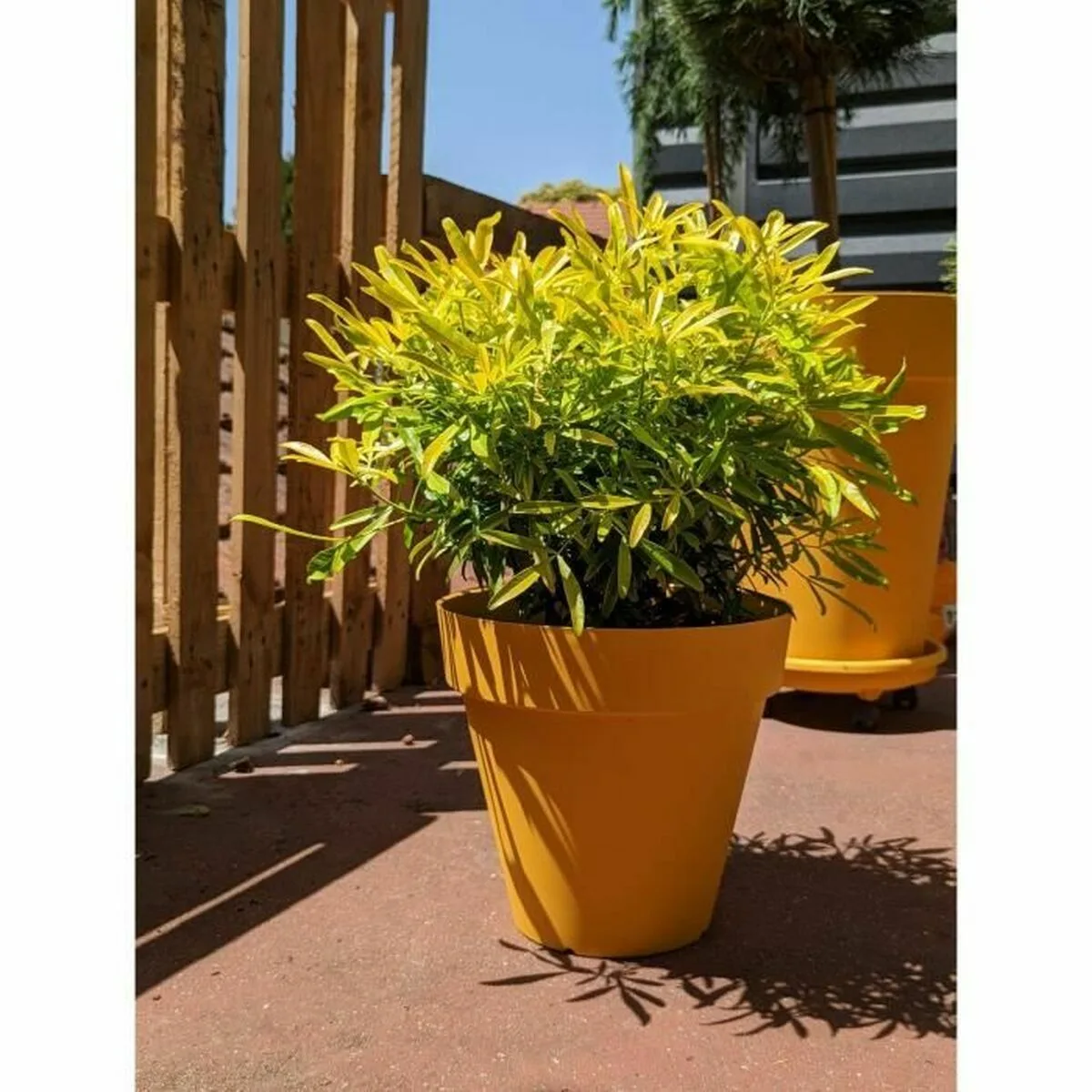 Pot riviera jaune o 60 cm s719680449. Diaytar, c'est la garantie de tomber sur ce produit unique qui fera de votre quotidien une expérience extraordinaire