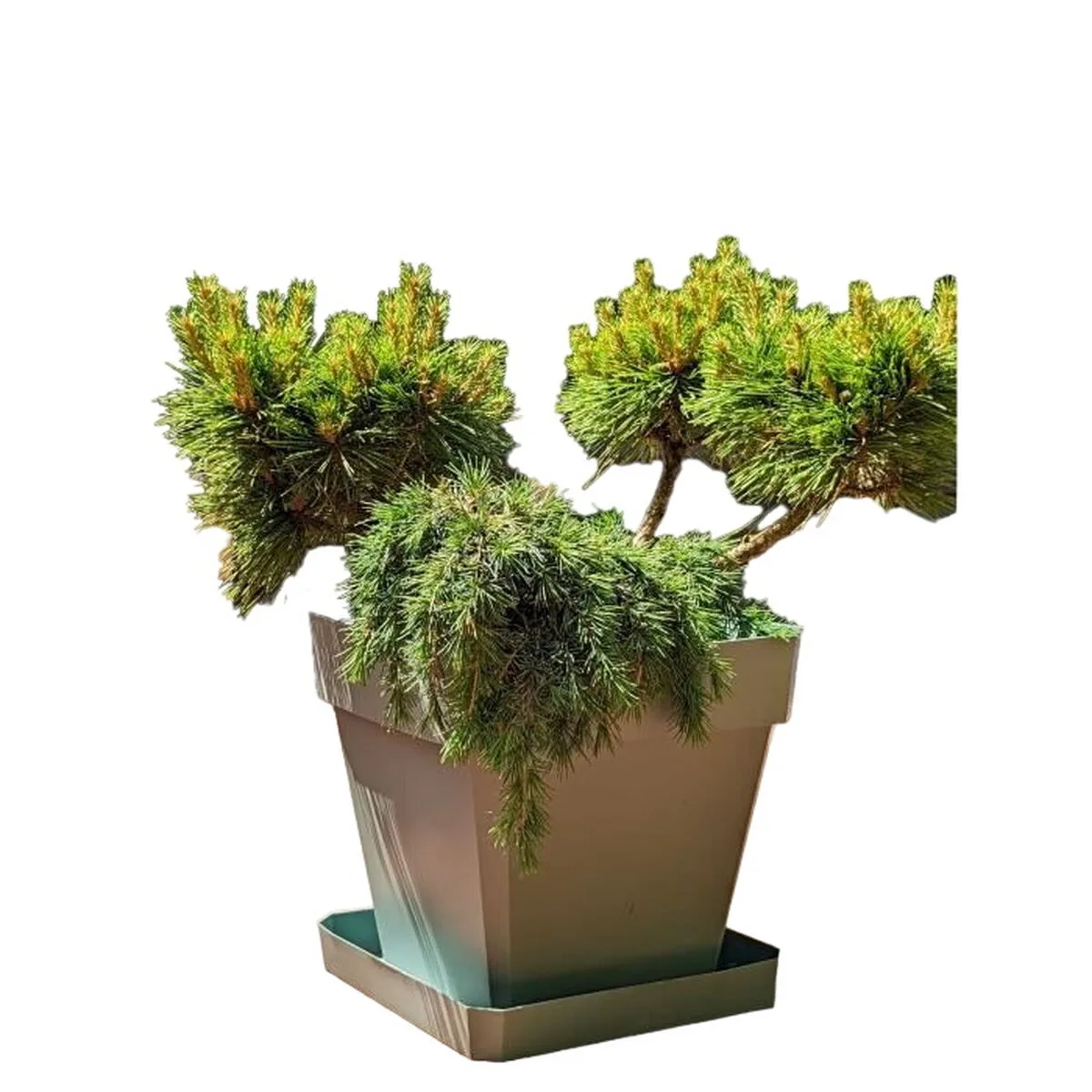 Pot riviera marron 50 x 50 cm s719687982. Diaytar, c'est votre partenaire de confiance pour construire un quotidien plus fluide, plus beau, et plus inspirant.