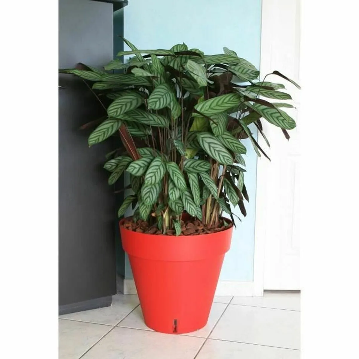 Pot riviera rouge polypropylene plastique rond ballon o 50 cm s715208188. Diaytar révolutionne votre façon de faire du shopping en ligne !