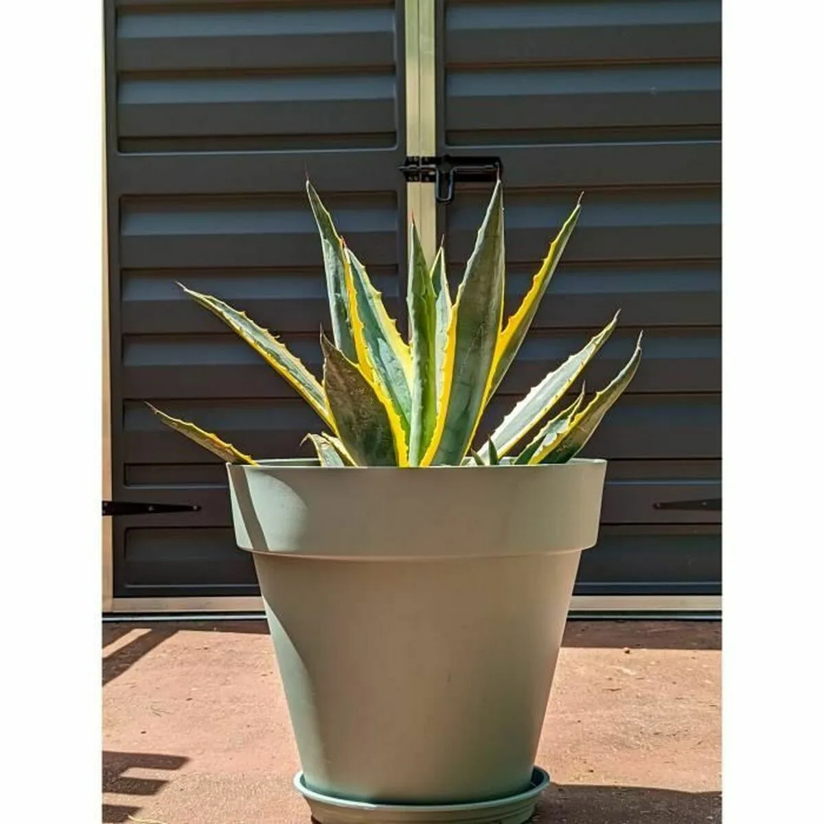 Pot riviera vert o 50 cm s719680220. Nous croyons en la puissance de la simplicité. Les produits Diaytar sont beaux, utiles, et incroyablement simples à utiliser.