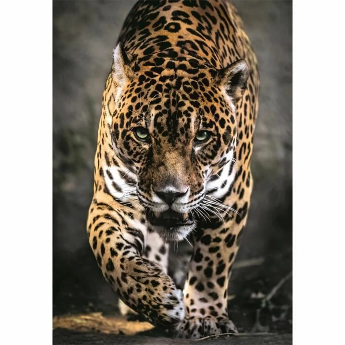 Puzzle clementoni 1000 pieces s7101607886. Notre équipe chez Diaytar est une brigade de passionnés, toujours en chasse pour dénicher la perle rare qui vous fera vibrer.