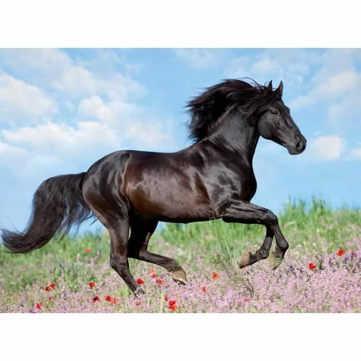Puzzle ravensburger 12803 black stallion xxl 200 pieces s719342099. Bienvenue chez Diaytar - Votre destination shopping pour tous vos besoins du quotidien !