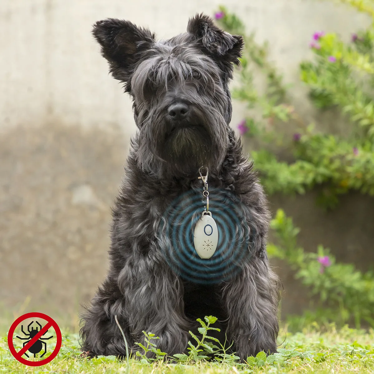 Repulsif anti nuisible a ultrasons rechargeables pour les animaux de compagnie petrep innovagoods v010321918. Diaytar, c'est la rencontre parfaite entre modernité et authenticité.