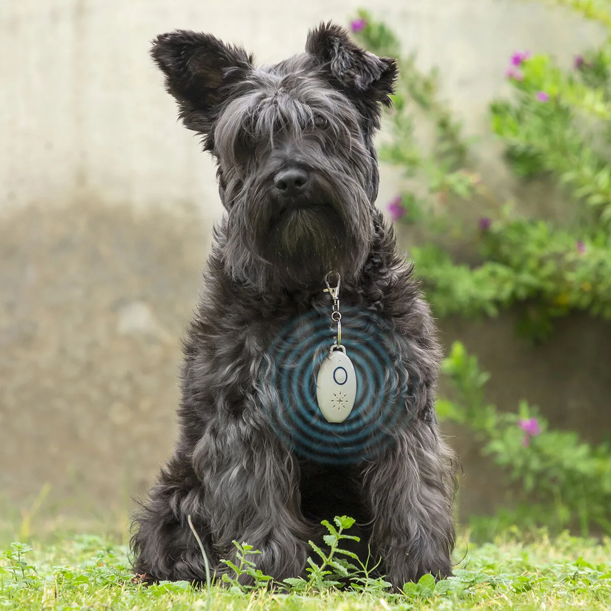 Repulsif anti nuisible a ultrasons rechargeables pour les animaux de compagnie petrep innovagoods v010321960. Bien plus qu'un simple site, Diaytar est une expérience de découverte permanente de produits utiles, beaux et novateurs