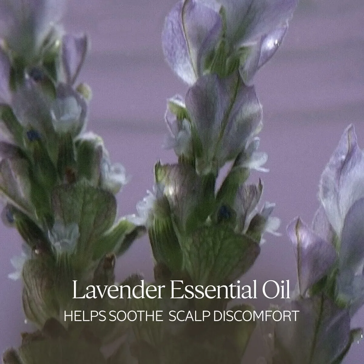 Shampooing l occitane en provence aromacologia 75 ml s0513043262. Diaytar, c'est la vitrine permanente des innovations produits qui vont faire parler d'elles dans les mois à venir.
